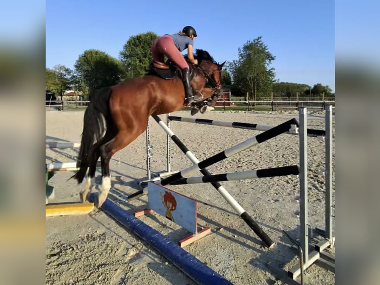 Bayerisches Warmblut Stute 9 Jahre 170 cm Brauner in Mansuè