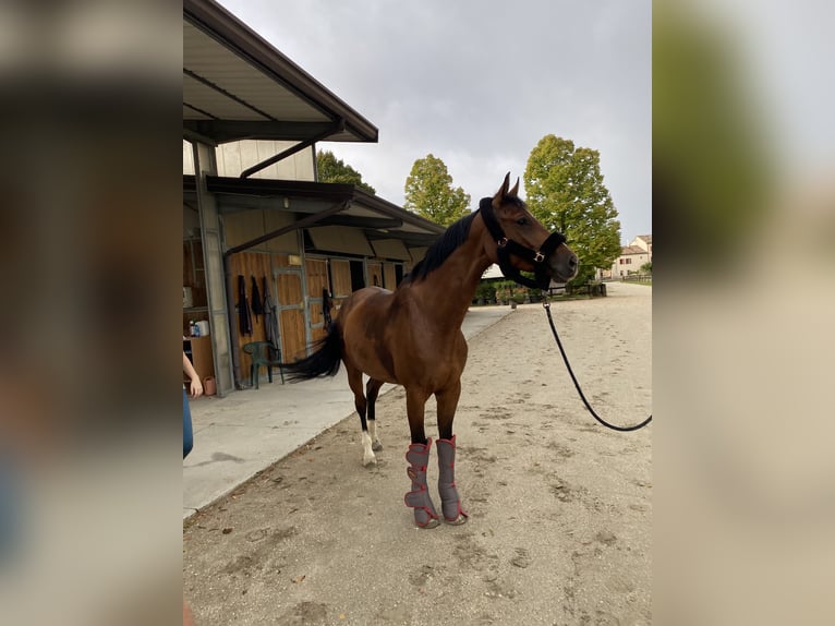 Bayerisches Warmblut Stute 9 Jahre 170 cm Brauner in Mansuè