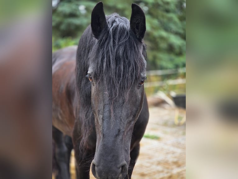 Bayerisches Warmblut Mix Stute Fohlen (07/2025) 160 cm Kann Schimmel werden in Gau Bickelheim