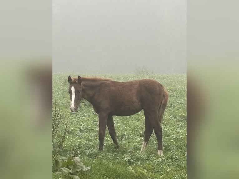 Bayerisches Warmblut Stute Fohlen (04/2025) 170 cm Dunkelfuchs in Bad Berneck im Fichtelgebirge