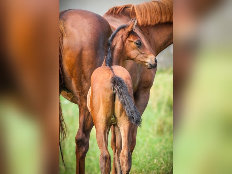 Bayerisches Warmblut Stute Fohlen (06/2024) Brauner in Marktredwitz