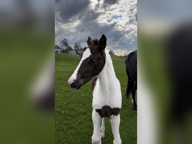 Bayerisches Warmblut Stute Fohlen (03/2026)  in Hohenpeißenberg