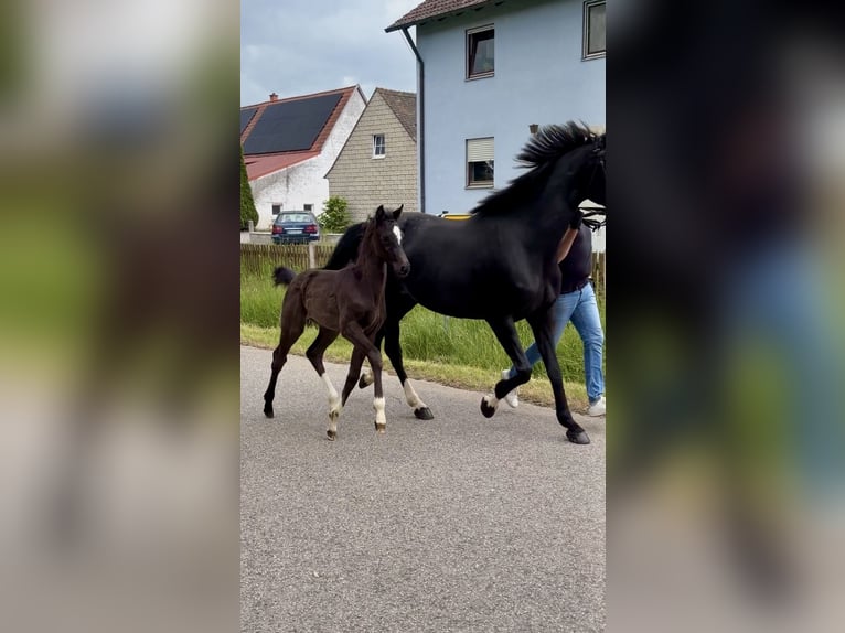 Bayerisches Warmblut Stute Fohlen (04/2026) Rappe in Bad Windsheim