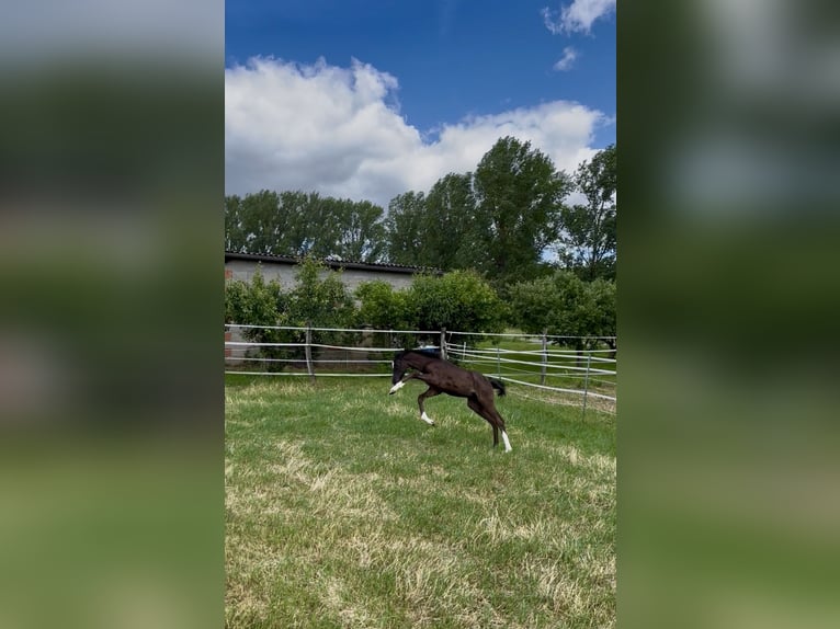 Bayerisches Warmblut Stute Fohlen (04/2026) Rappe in Bad Windsheim