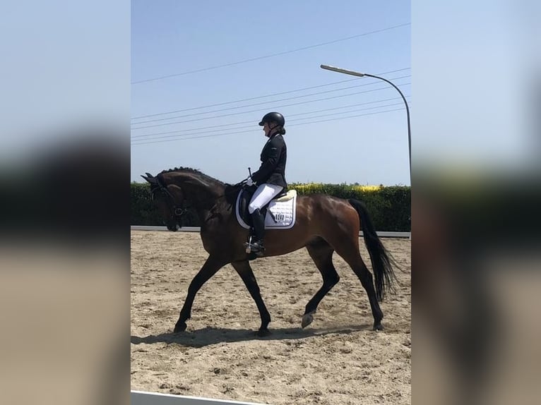 Bayerisches Warmblut Wallach 10 Jahre 165 cm Brauner in Kastl