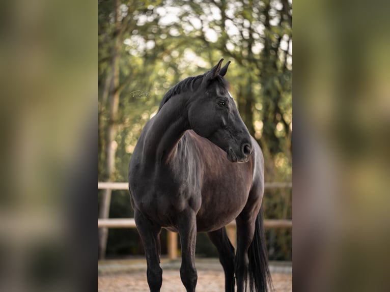 Bayerisches Warmblut Wallach 10 Jahre 167 cm Schwarzbrauner in Zorneding