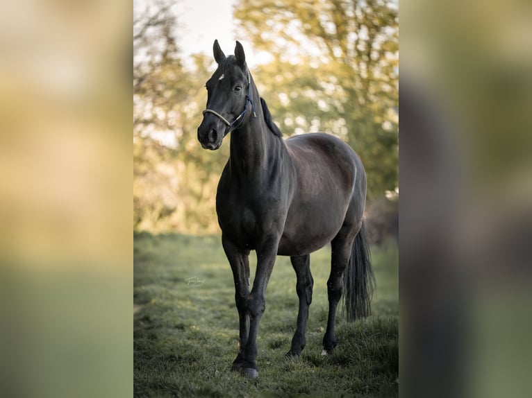 Bayerisches Warmblut Wallach 10 Jahre 167 cm Schwarzbrauner in Zorneding