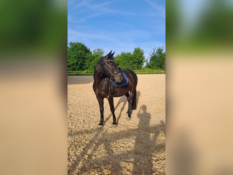 Bayerisches Warmblut Wallach 10 Jahre 167 cm Schwarzbrauner in Zorneding