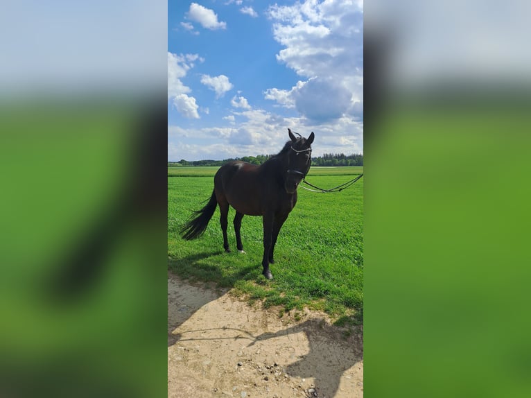 Bayerisches Warmblut Wallach 10 Jahre 167 cm Schwarzbrauner in Zorneding