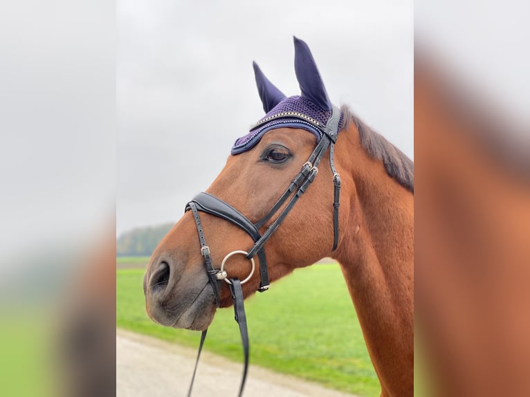 Bayerisches Warmblut Wallach 10 Jahre 177 cm Fuchs in Marktl am Inn