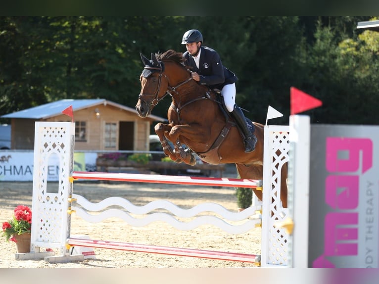 Bayerisches Warmblut Wallach 10 Jahre 177 cm Fuchs in Marktl am Inn