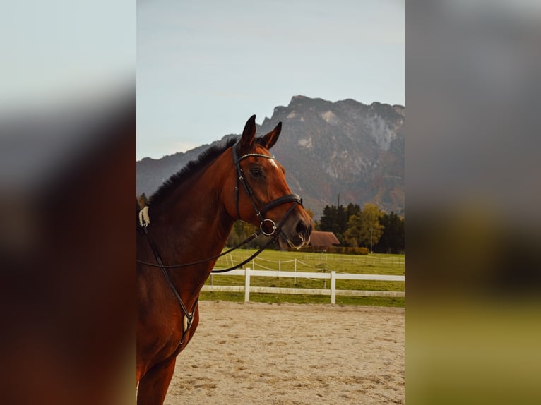 Bayerisches Warmblut Wallach 10 Jahre 180 cm Brauner in Wals