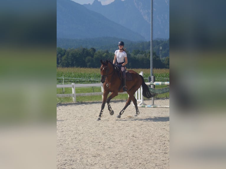Bayerisches Warmblut Wallach 10 Jahre 180 cm Brauner in Wals