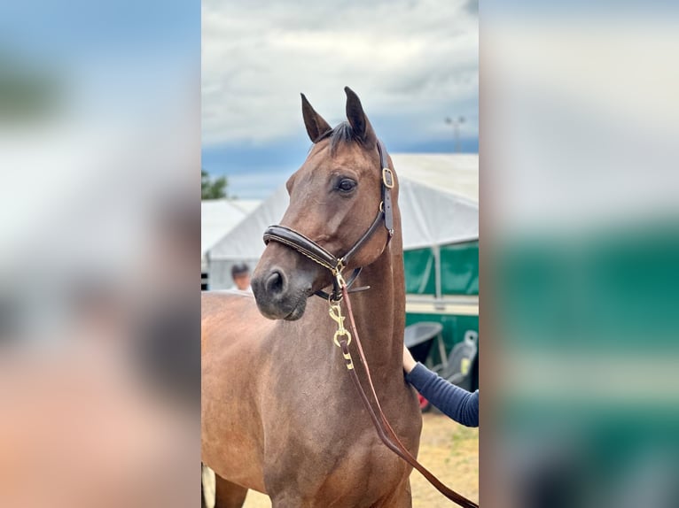 Bayerisches Warmblut Wallach 11 Jahre 167 cm Brauner in Erharting