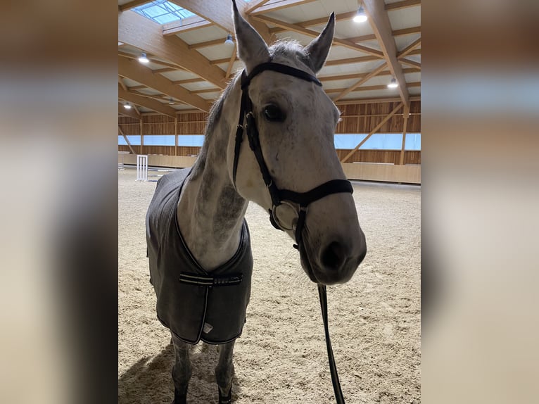 Bayerisches Warmblut Wallach 11 Jahre 169 cm Schimmel in M&#xFC;lheim am Inn
