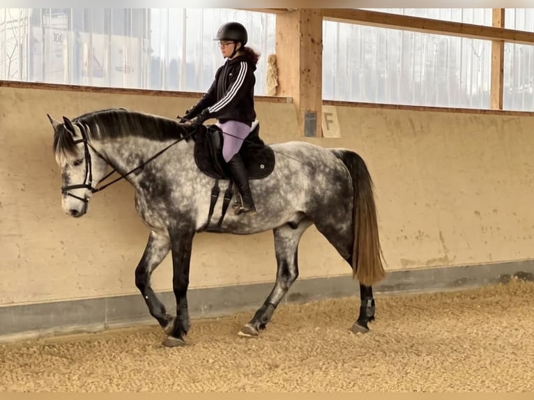 Bayerisches Warmblut Wallach 11 Jahre 170 cm Apfelschimmel in Tuntenhausen