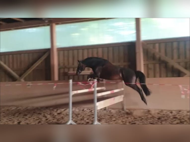 Bayerisches Warmblut Wallach 11 Jahre 170 cm Schwarzbrauner in Scheyern