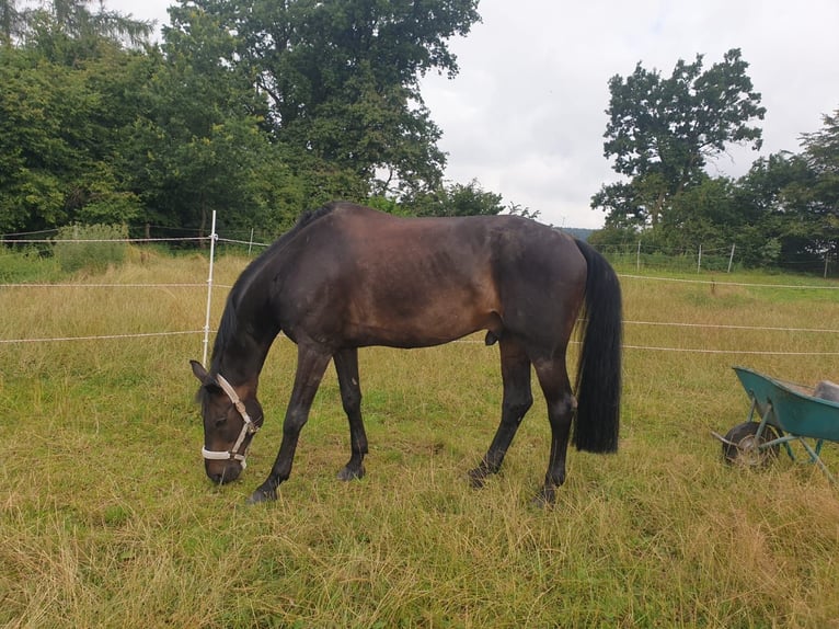 Bayerisches Warmblut Wallach 11 Jahre 170 cm Schwarzbrauner in Scheyern