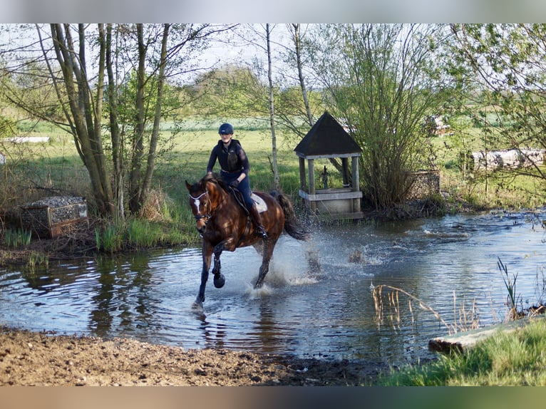 Bayerisches Warmblut Wallach 11 Jahre 179 cm Brauner in Reuth bei Erbendorf