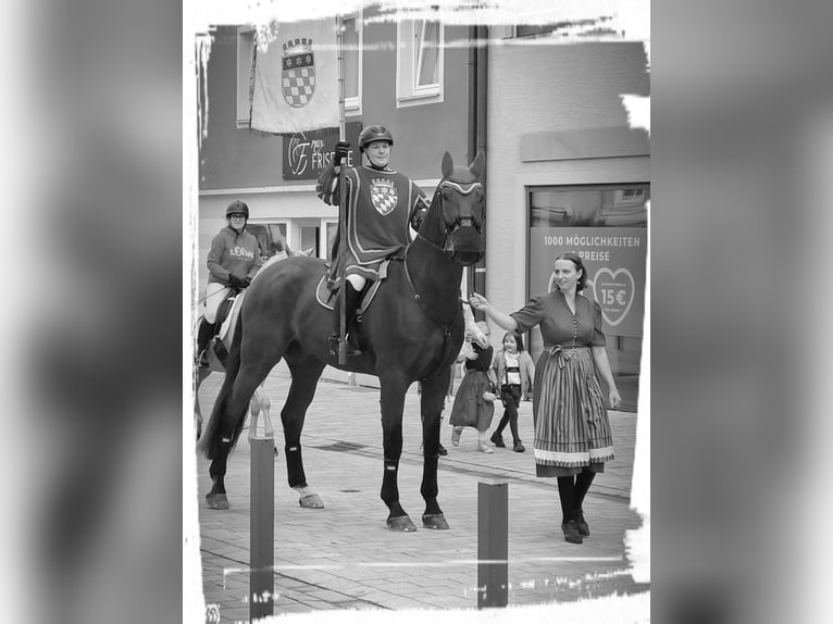 Bayerisches Warmblut Wallach 11 Jahre 180 cm Brauner in Dingolfing