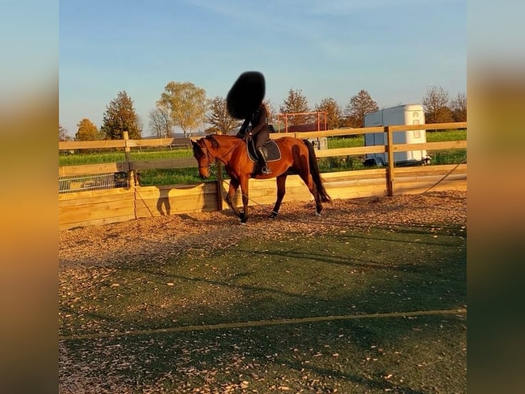 Bayerisches Warmblut Wallach 12 Jahre 162 cm Brauner in Heßdorf