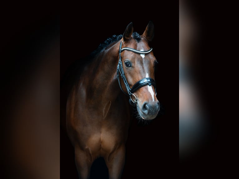 Bayerisches Warmblut Wallach 12 Jahre 166 cm Brauner in Bielefeld