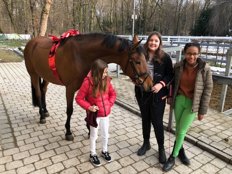 Bayerisches Warmblut Wallach 12 Jahre 166 cm Brauner in Traunreut