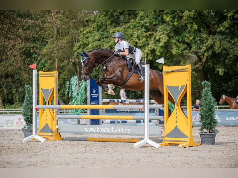 Bayerisches Warmblut Wallach 12 Jahre 167 cm in Marktl