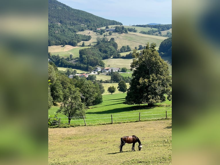 Bayerisches Warmblut Wallach 12 Jahre 169 cm Dunkelbrauner in Furth an der Triesting