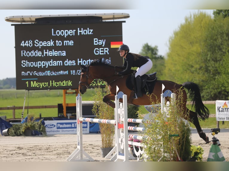 Bayerisches Warmblut Wallach 12 Jahre 170 cm Brauner in Strande