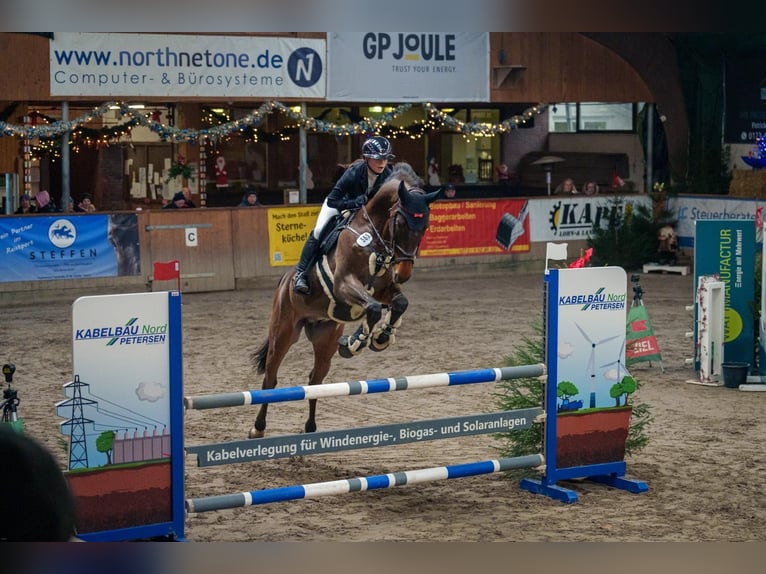 Bayerisches Warmblut Wallach 12 Jahre 170 cm Brauner in Ahrensb&#xF6;k
