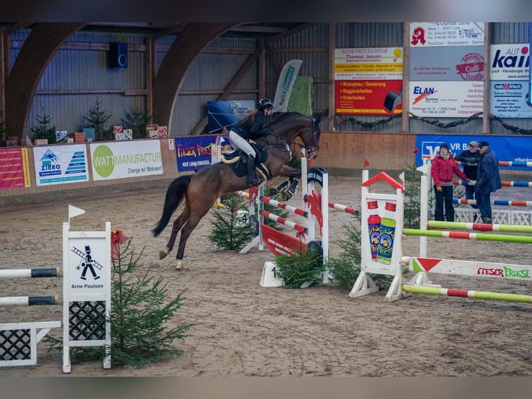 Bayerisches Warmblut Wallach 12 Jahre 170 cm Brauner in Ahrensb&#xF6;k