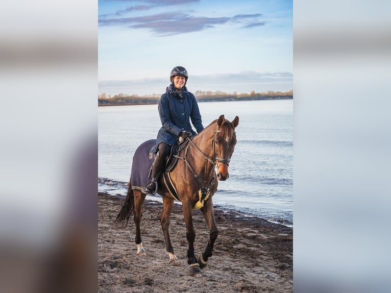 Bayerisches Warmblut Wallach 12 Jahre 170 cm Brauner in Ahrensb&#xF6;k
