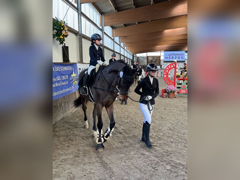 Bayerisches Warmblut Wallach 12 Jahre 170 cm Brauner in Ahrensb&#xF6;k