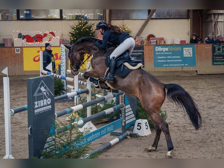 Bayerisches Warmblut Wallach 12 Jahre 170 cm Brauner in Ahrensb&#xF6;k
