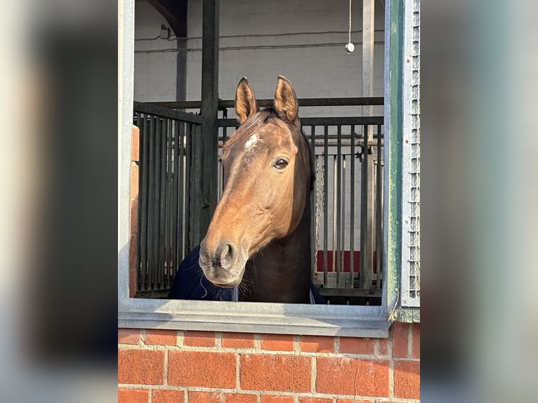 Bayerisches Warmblut Wallach 12 Jahre 170 cm Brauner in Ahrensb&#xF6;k