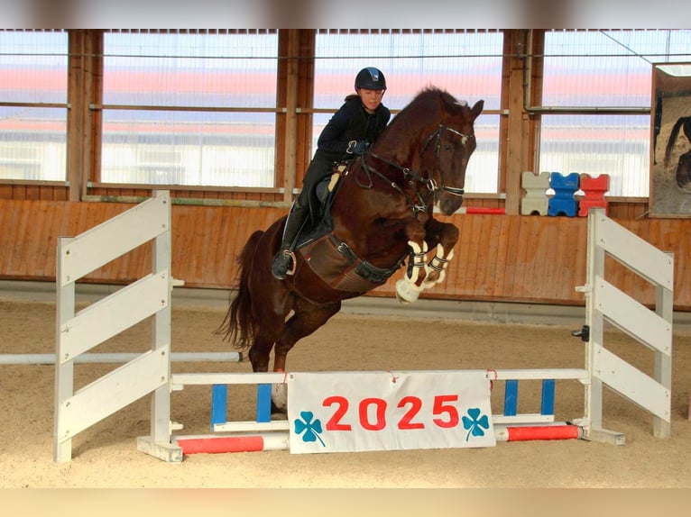 Bayerisches Warmblut Wallach 12 Jahre 170 cm Dunkelfuchs in Mannheim