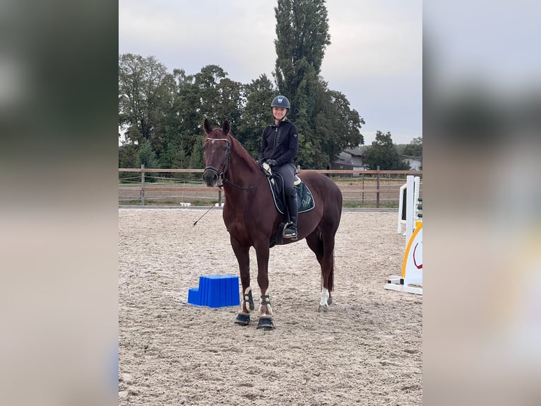 Bayerisches Warmblut Wallach 12 Jahre 170 cm Dunkelfuchs in Mannheim