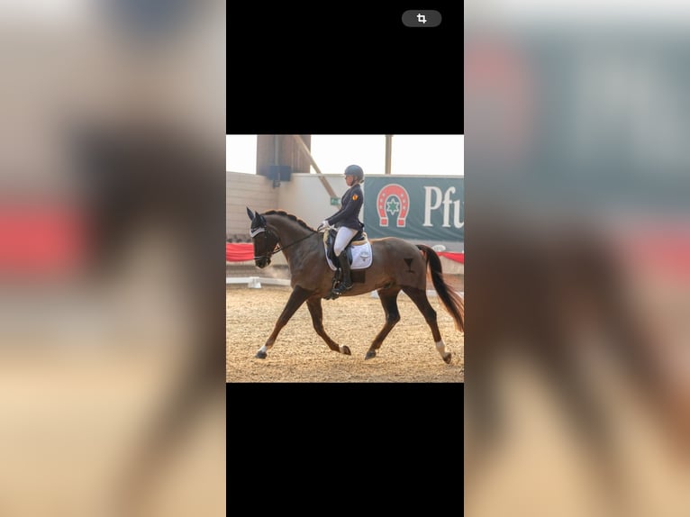 Bayerisches Warmblut Wallach 12 Jahre 170 cm Dunkelfuchs in Mannheim