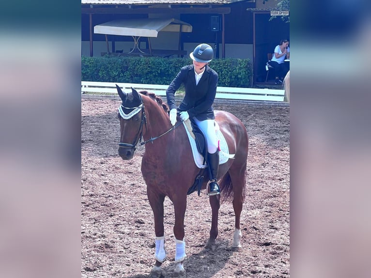 Bayerisches Warmblut Wallach 12 Jahre 170 cm Dunkelfuchs in Mannheim