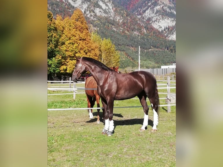 Bayerisches Warmblut Wallach 12 Jahre 173 cm Dunkelfuchs in Afling