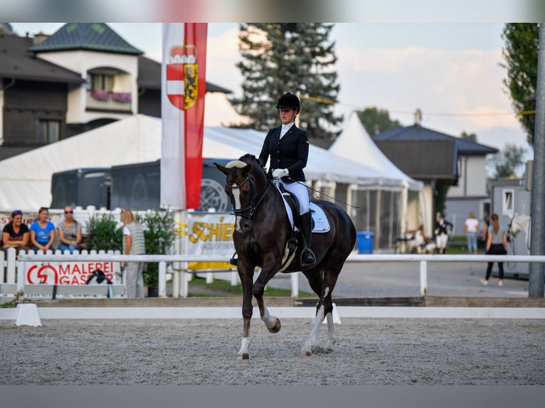 Bayerisches Warmblut Wallach 12 Jahre 173 cm Dunkelfuchs in Afling