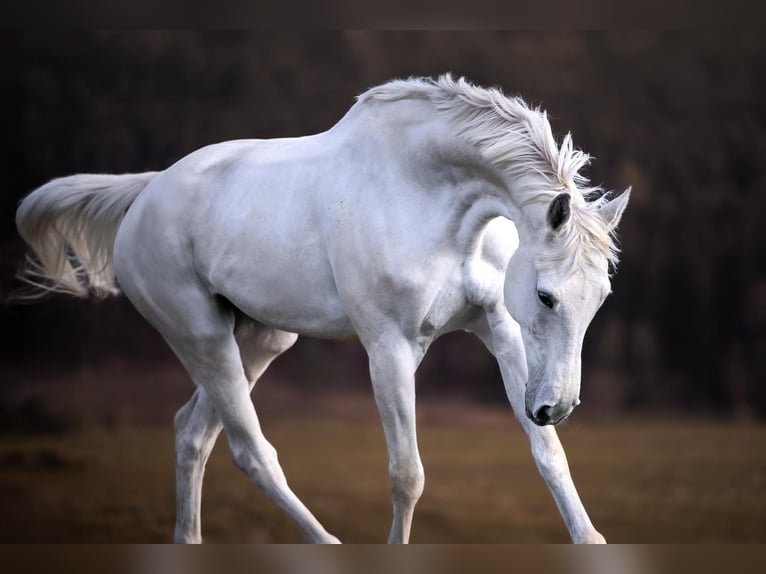 Bayerisches Warmblut Wallach 12 Jahre Schimmel in Altenkunstadt