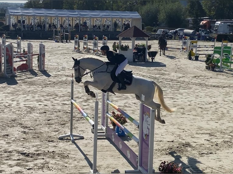 Bayerisches Warmblut Wallach 12 Jahre Schimmel in Altenkunstadt