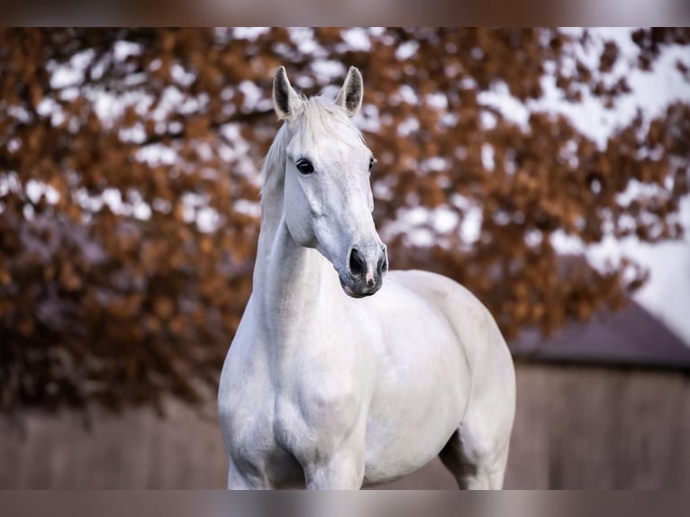 Bayerisches Warmblut Wallach 12 Jahre Schimmel in Altenkunstadt