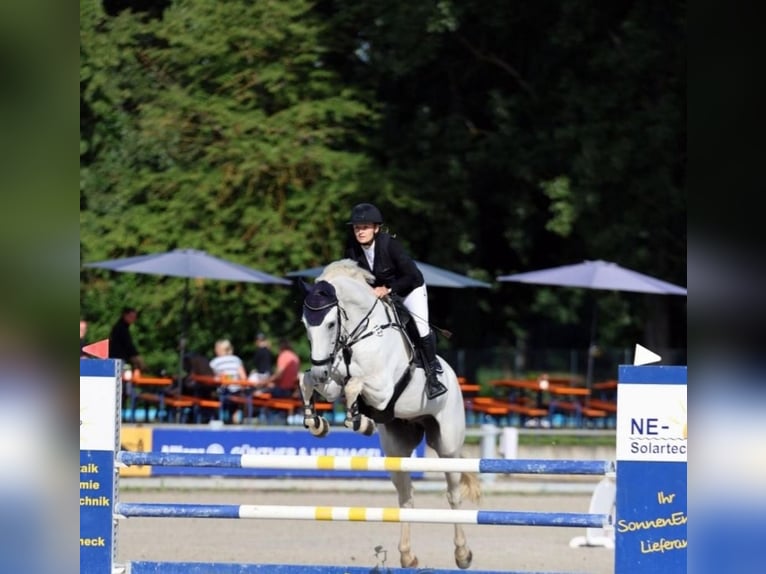 Bayerisches Warmblut Wallach 12 Jahre Schimmel in Altenkunstadt