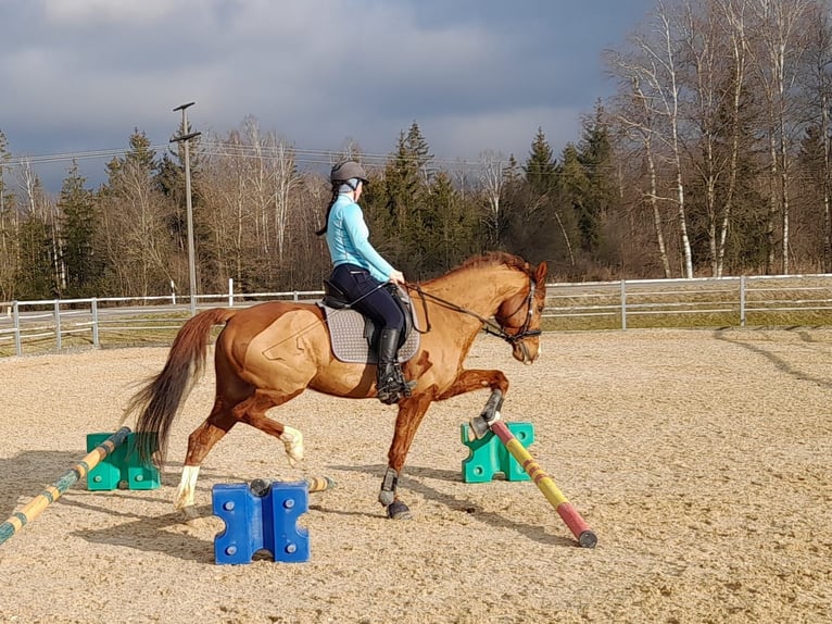 Bayerisches Warmblut Wallach 13 Jahre 163 cm Fuchs in Buchenberg