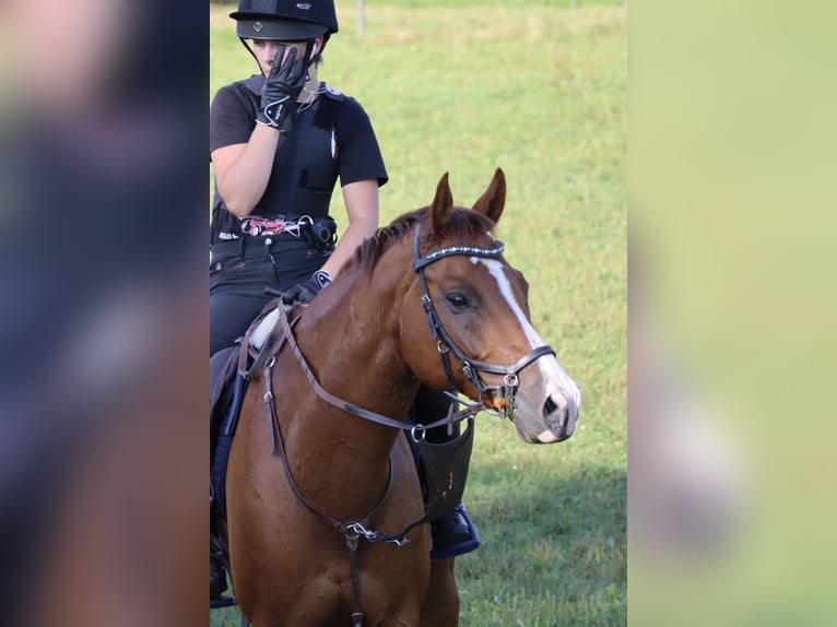 Bayerisches Warmblut Wallach 13 Jahre 163 cm Fuchs in Buchenberg