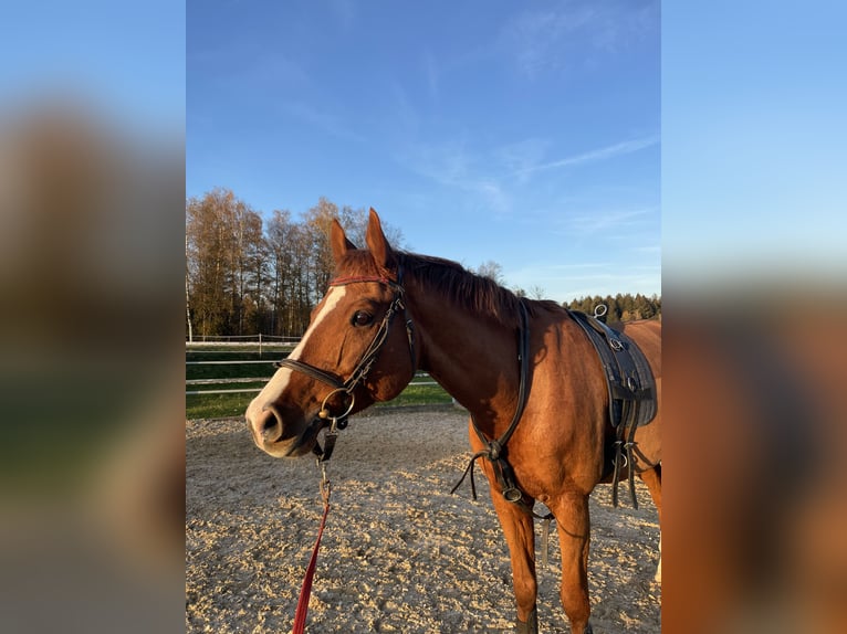 Bayerisches Warmblut Wallach 13 Jahre 163 cm Fuchs in Buchenberg