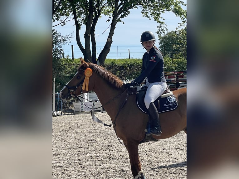 Bayerisches Warmblut Wallach 13 Jahre 163 cm Fuchs in Buchenberg